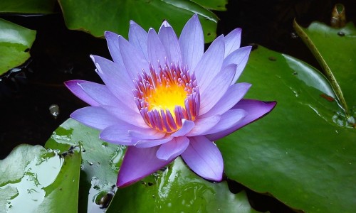 婴儿脖子汗斑怎么治疗-婴儿脖子汗疙瘩网 - 婴儿脖子有汗说明热吗,婴儿脖子起一片一片疙瘩